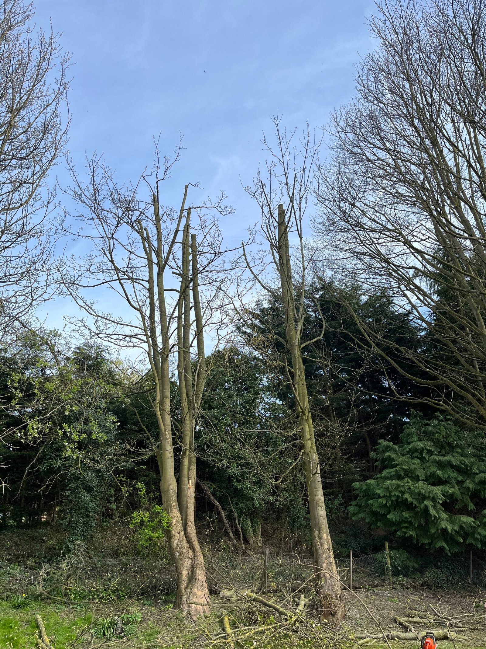 Tree pruning, Driffield, East Yorkshire