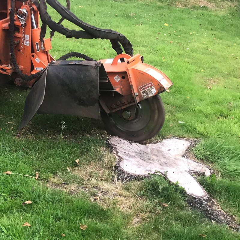 Stump grinder for hire