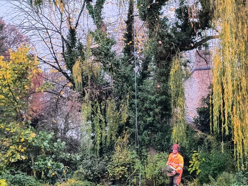 17e8ab95-c2e0-404a-b0a4-93e27fc29eab