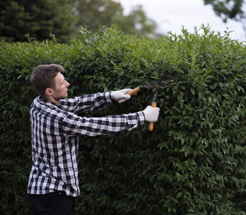 gardener cut the  hedge with the hedge shears outside