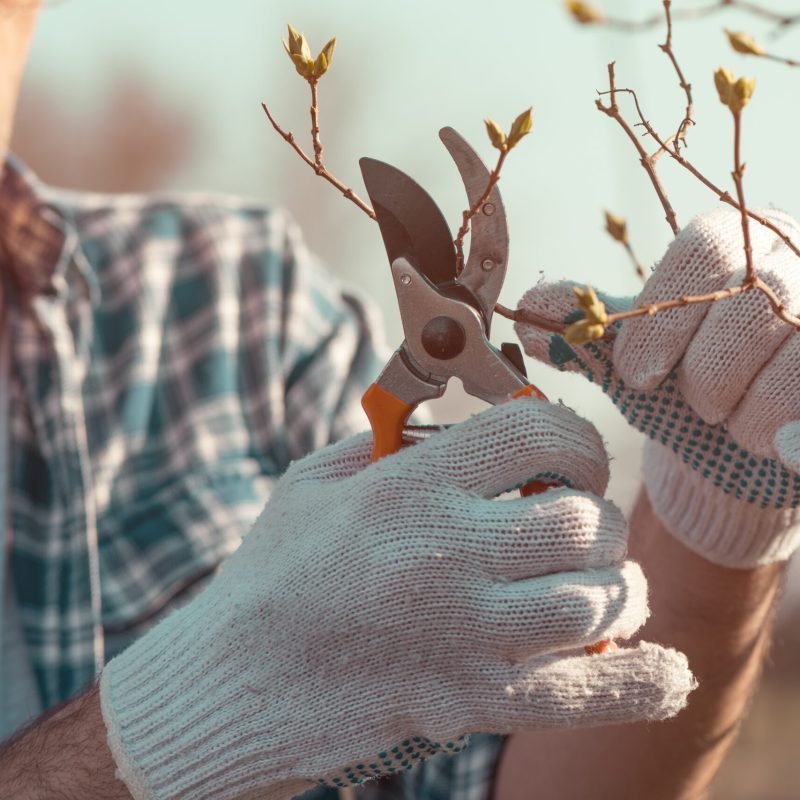 Farmer cutting branches in cherry fruit orchard with pruning shears, close up with selective focus