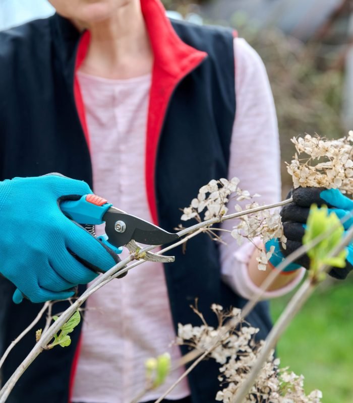 Spring work in the garden, close-up of the hands of a female gardener in gloves with secateurs pruning a hydrangea bush. Garden, springtime, backyard, work, hobby, gardening tools concept