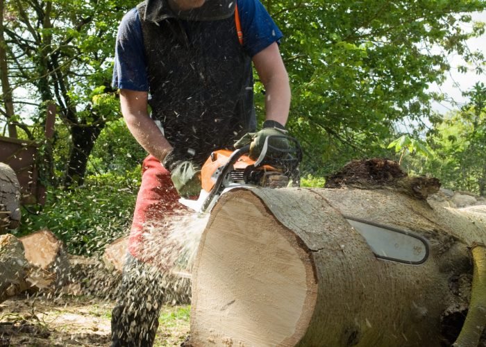 Young male tree surgeon using chainsaw on tree trunk